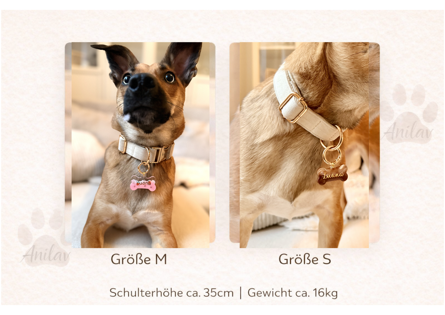 Dog Tag "Matcha" - Starpups Kollektion - Anhänger Hundemarke Halsband