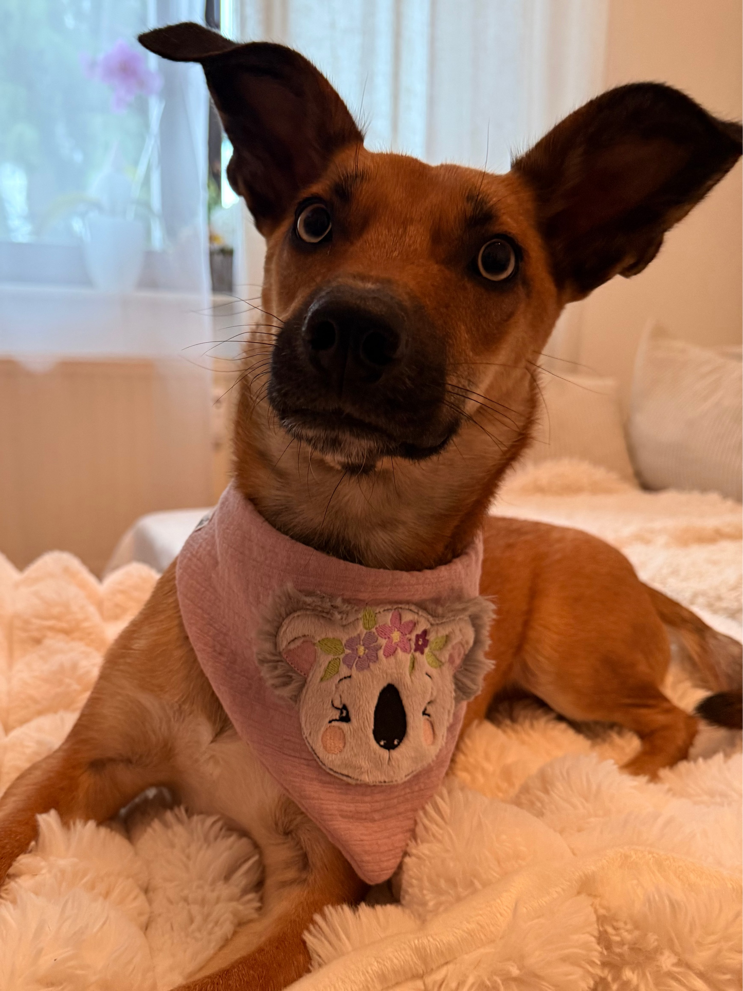 Bandana mit Druckknopf - Koala Boho - Musselin